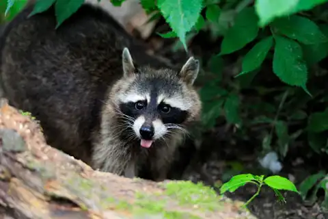 Raccoon Hunting on Vancouver Island