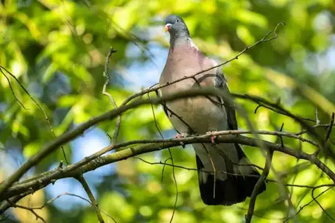 Vancouver Island Band-tailed Pigeon