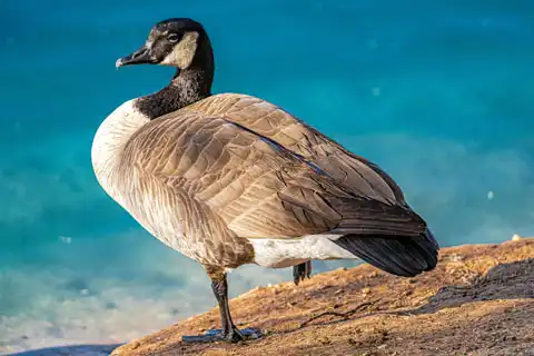 A Goose in Canada