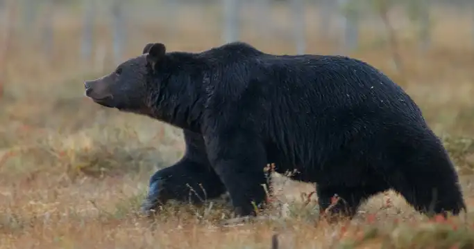 Spring Bear Hunting 2022