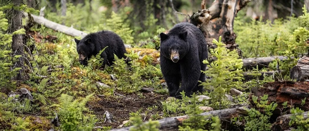 Bear Hunting