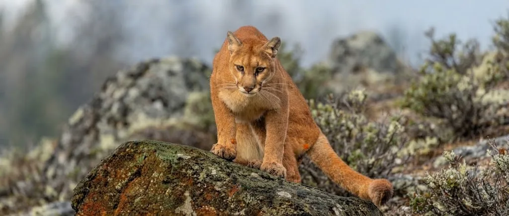 Cougar Hunting