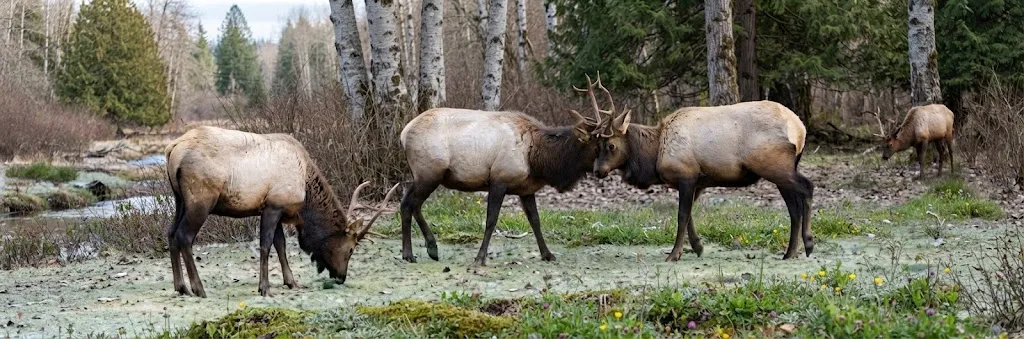 Elk Hunting