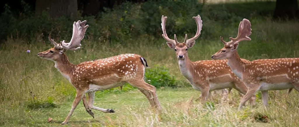 Fallow Deer Hunting
