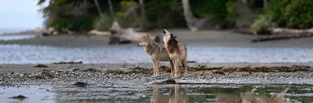 Wolf Hunting