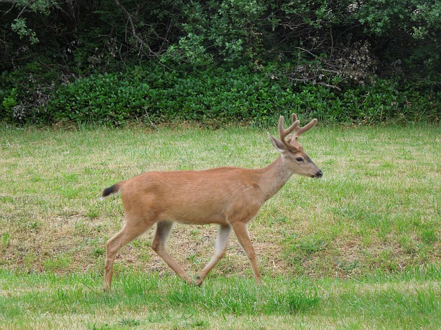 Deer in Vancouver Island wilderness