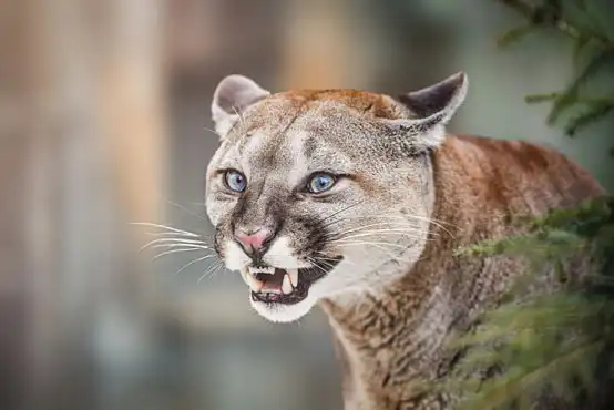 A cougar in the wild area