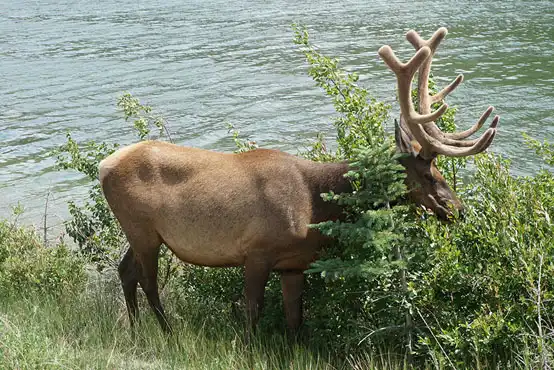 Elk in nature