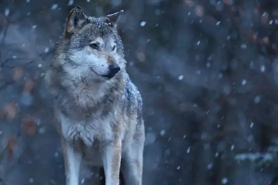 A wolf in winter