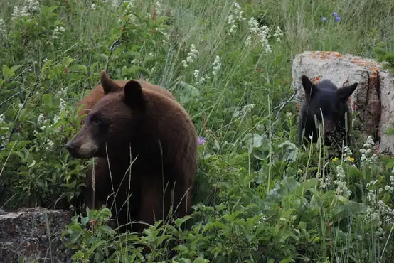 Bears on Vancouver Island