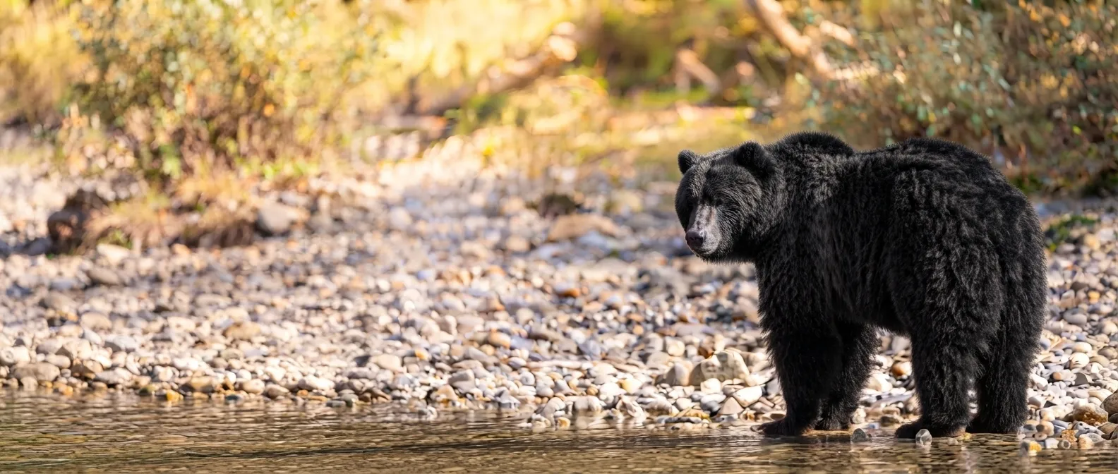 Vancouver Island Black Bear