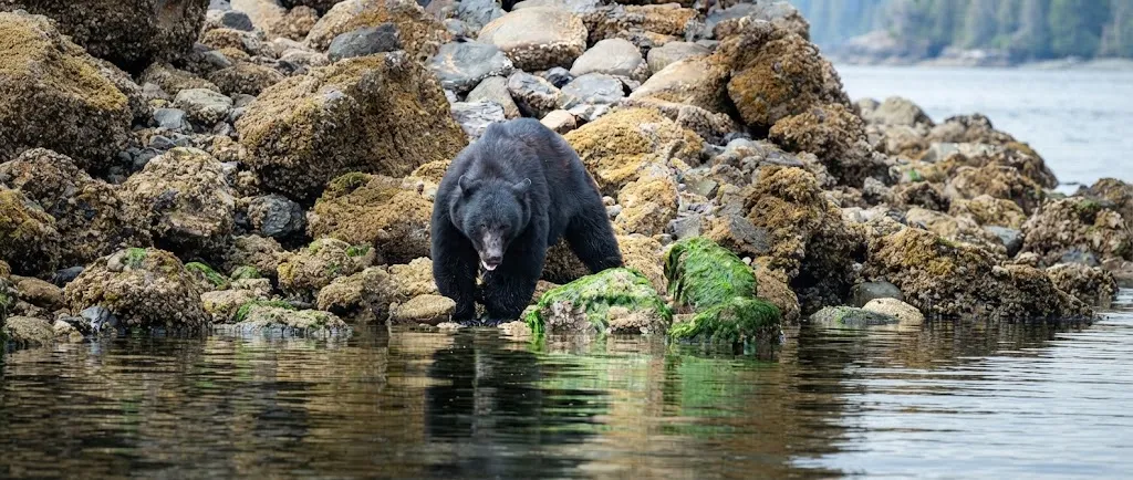 Black bear in Vancouver Island wilderness
