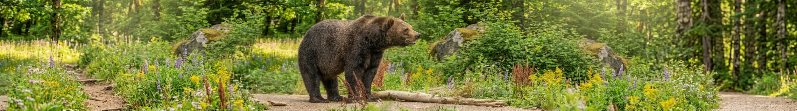 Coastal black bear on rocky shoreline in sunny summer on Vancouver Island