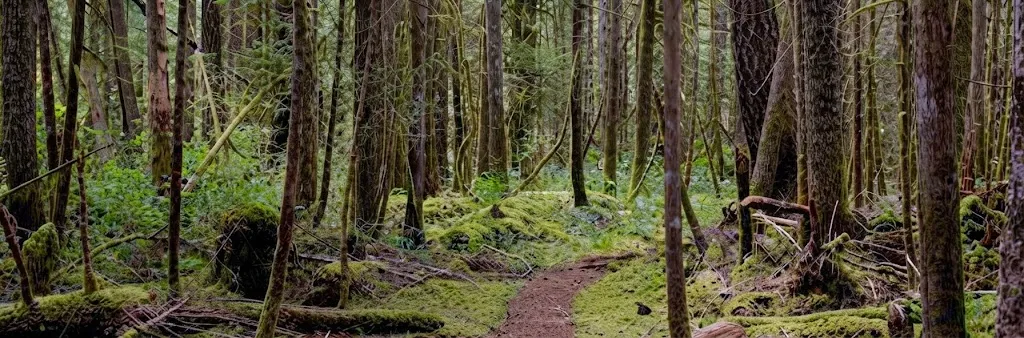 Vancouver Island Forest Wilderness