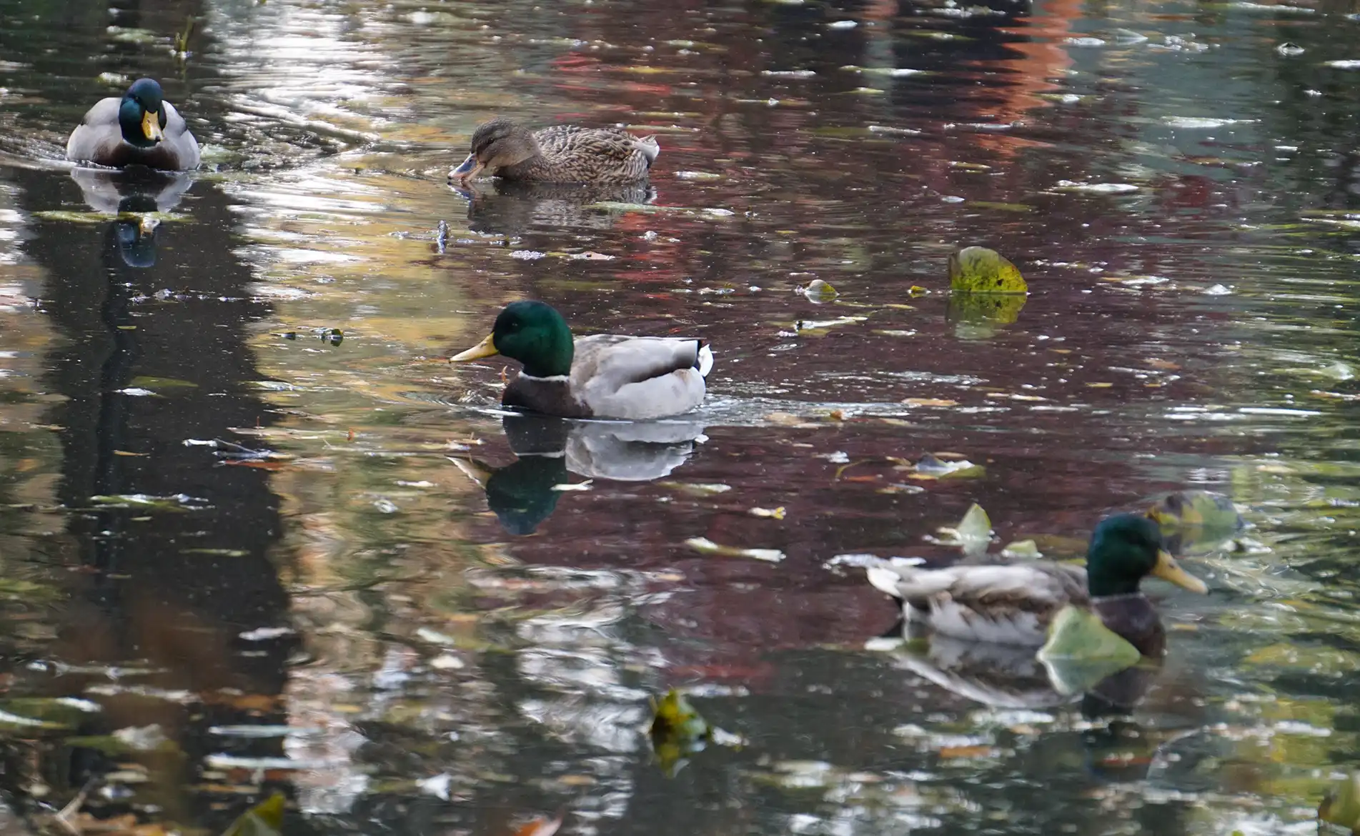Waterfowl in Vancouver Island wilderness