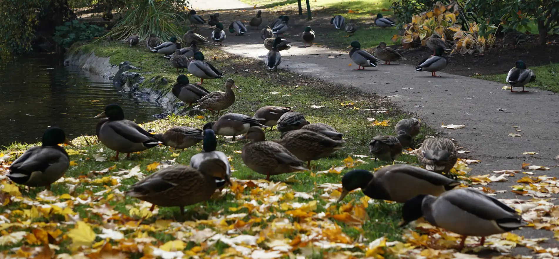 Vancouver Island Waterfowl Hunting Expedition