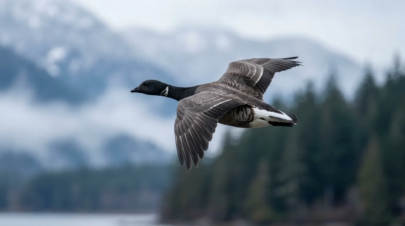 Vancouver Island Waterfowl Habitats and Ecosystems