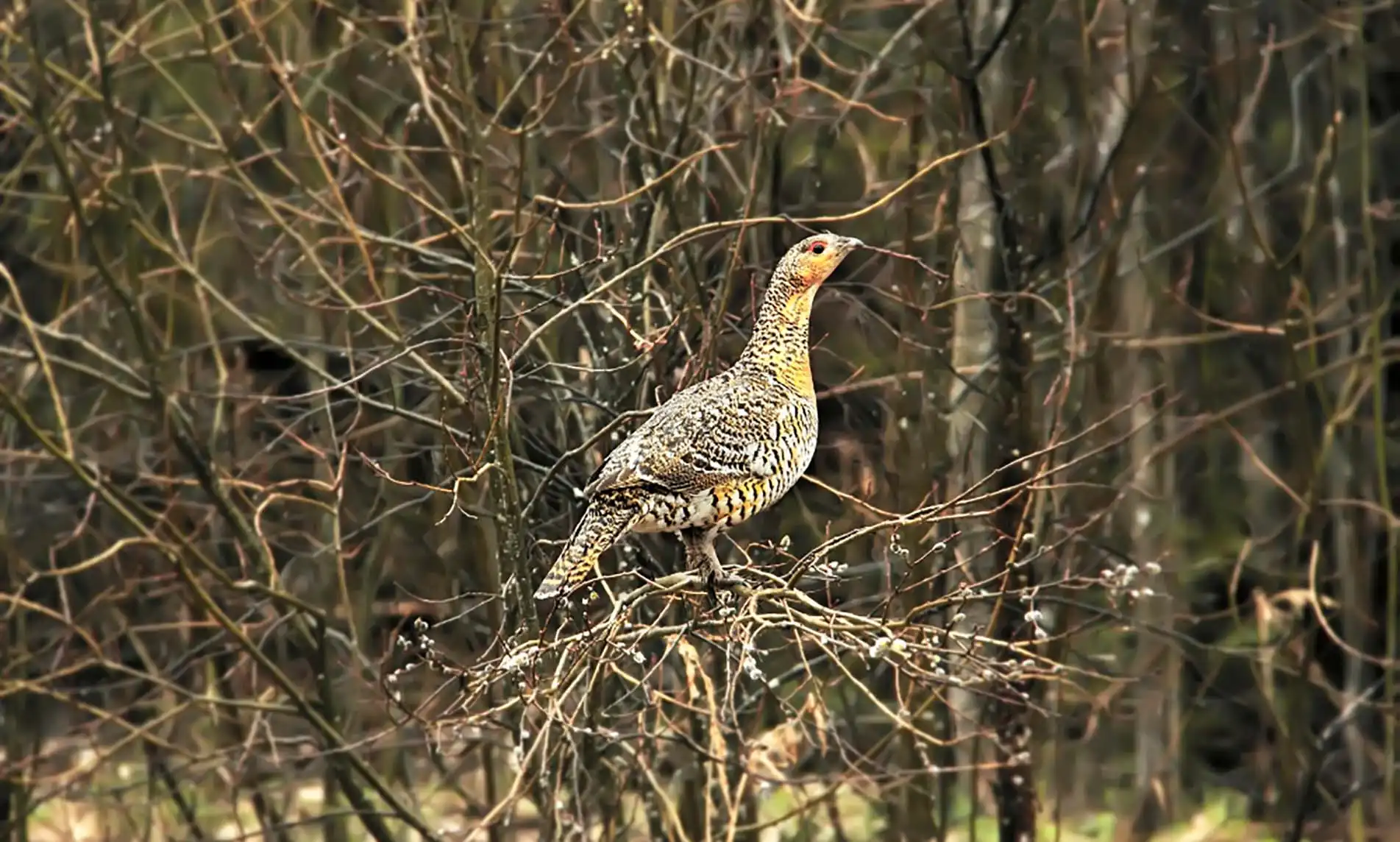 Vancouver Island Grouse Habitat and Ecosystems
