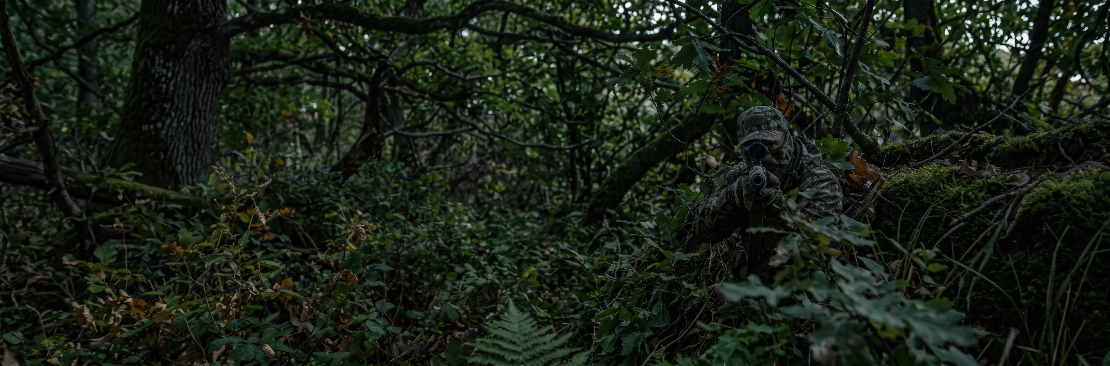 Vancouver Island Forest Wilderness