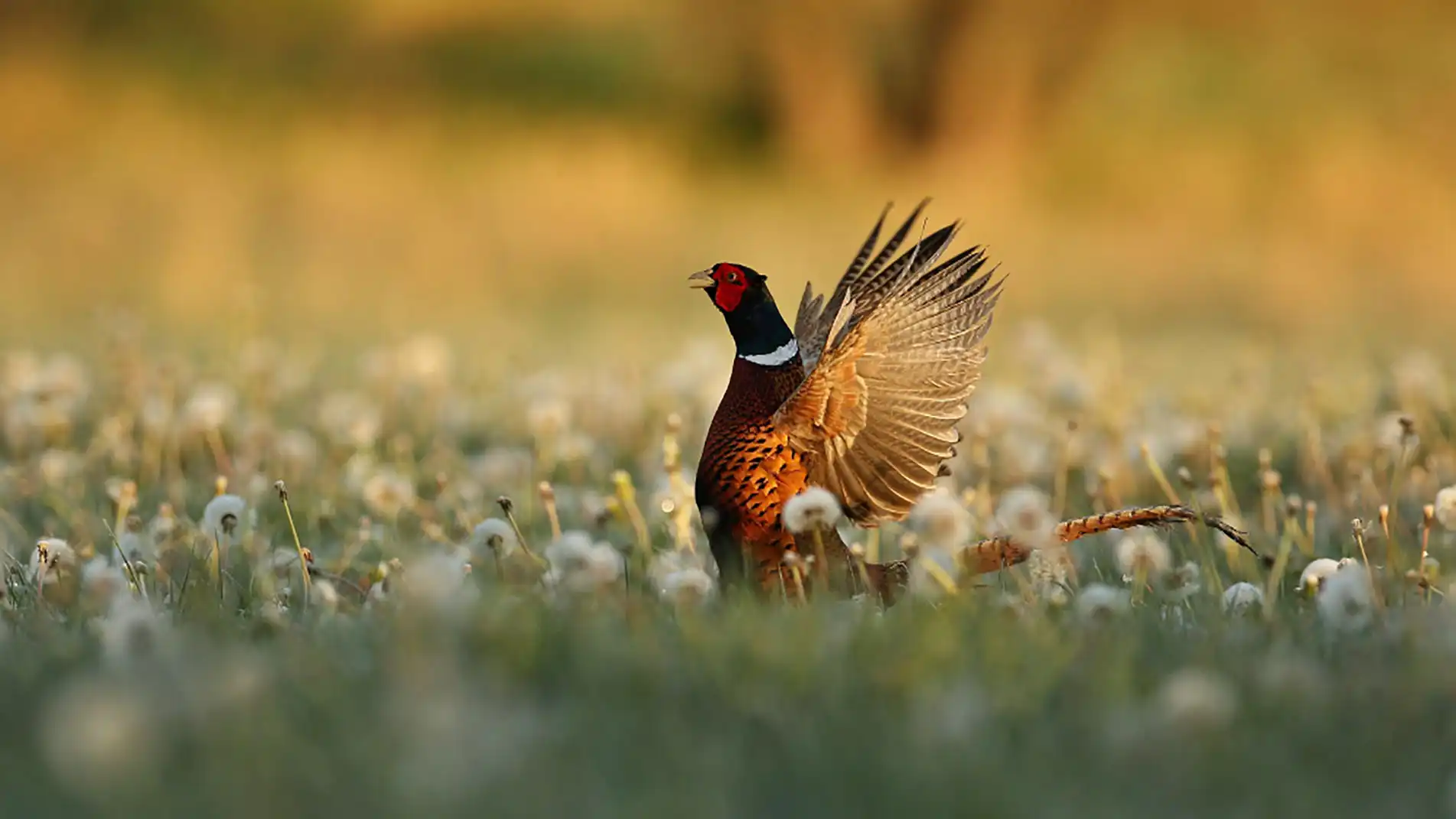 Pheasant Hunting