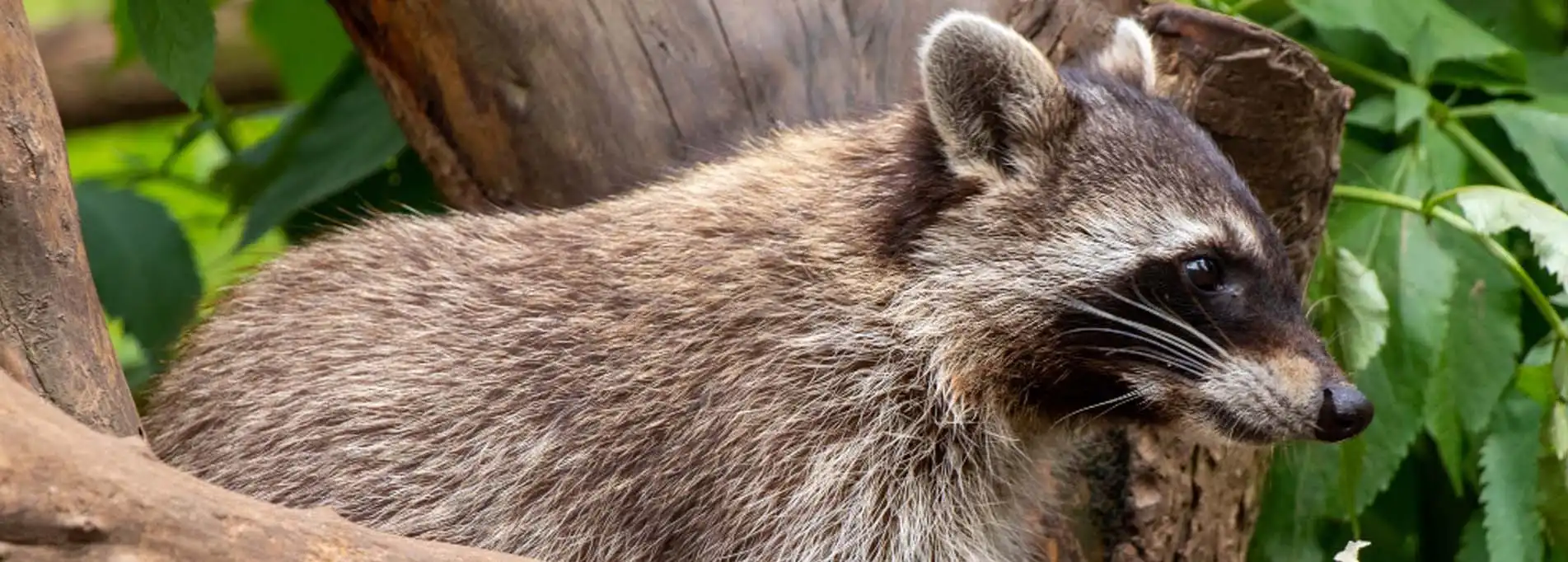 Raccoon Hunting