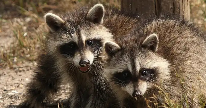 Fall Raccoon Hunting 2024