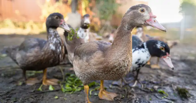 Fall Duck and Goose Hunting 2026 Tour