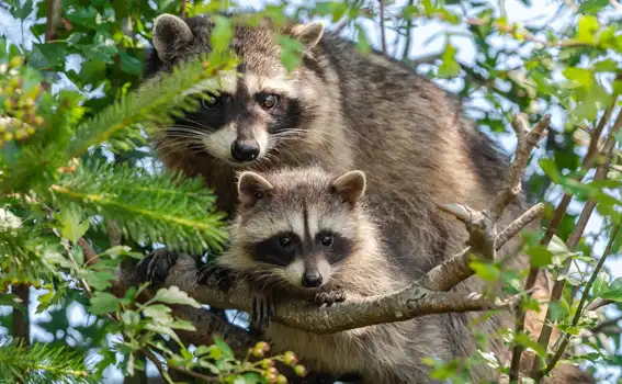 Fall Raccoon Hunting 2026